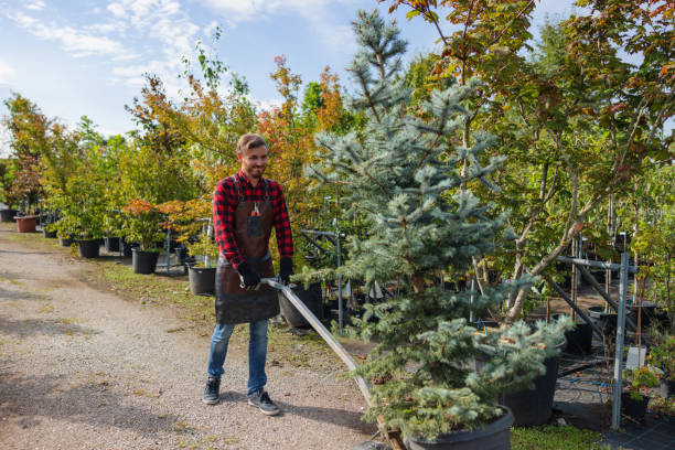 Tree Removal for Businesses in Independence, VA